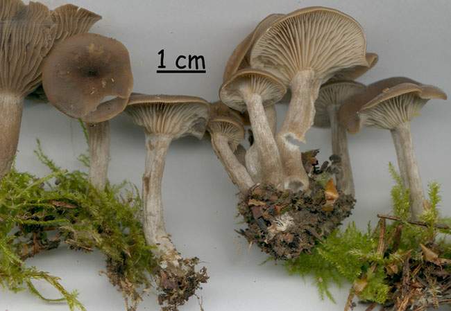 Clitocybe ditopa